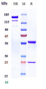 Anti-human ACVR2B (Bimagrumab Biosimilar)