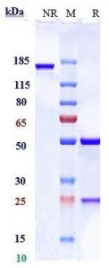 Anti-human PCSK9 (Merck patent Anti-PCSK9 Biosimilar)