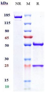 Anti-human ANGPT2 (Nesvacumab Biosimilar)