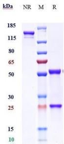Anti-human IL-9 (Enokizumab Biosimilar)