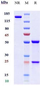 Anti-human CSF2Ra / GM-CSFRa / CD116 (Mavrilimumab Biosimilar)