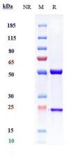 IL33 rHu IgG4SPk mAb (Ref: Itepekimab)