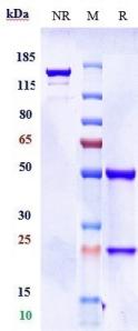 Anti-human Amyloid Beta (Donanemab Biosimilar)