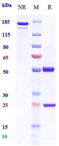 Anti-human CSF2 / GM-CSF (Namilumab Biosimilar)