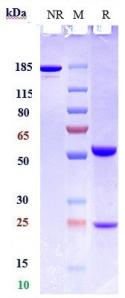 Anti-human CSF2 / GM-CSF (Lenzilumab Biosimilar)