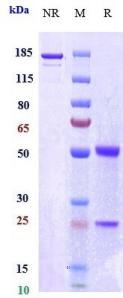 Anti-human FcRn (Orilanolimab Biosimilar)