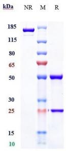 Anti-human LOXL2 (Simtuzumab Biosimilar)