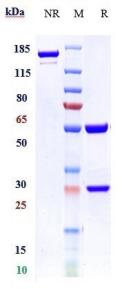 Anti-human CD74 (Milatuzumab Biosimilar)