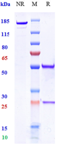 Anti-human DCSTAMP (U.Rochester patent Anti-DC-STAMP Biosimilar)