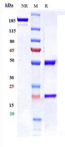 Anti-human IGF1R / CD221 (Ganitumab Biosimilar)