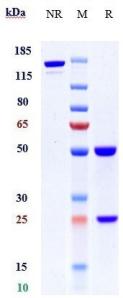 Anti-human GPR73 / PROKR1 (Multiple seq-one in animal Biosimilar)