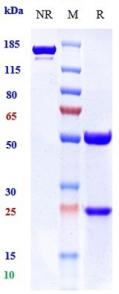 Anti-human BTLA / CD272 (Icatolimab Biosimilar)