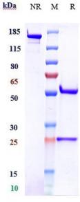 Anti-human PDCD1 / PD-1 / CD279 (Finotonlimab Biosimilar)