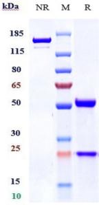 Anti-human TNFRSF17 / BCMA / CD269 (Belantamab Biosimilar)