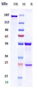 TROP2 rHuz mAb (Ref: FHTR2163)