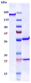 Anti-human TGFb1 (NIS793 Biosimilar)