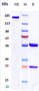 Anti-human Nectin-4 (Enfortumab Biosimilar)
