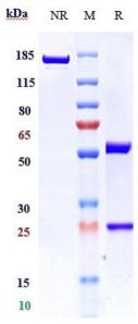 Anti-human TLR3 / CD283 (CNTO5429 Biosimilar)