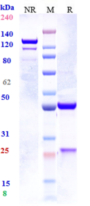 Anti-human IL-33 (Tozorakimab Biosimilar)