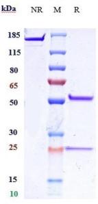 IL25/IL17E rHuz mAb (Ref: Centocor patent)