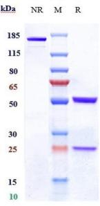 Anti-human CD19 (Denintuzumab Biosimilar)