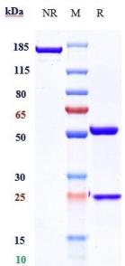 Anti-human CXCR4 / CD184 (Ulocuplumab Biosimilar)