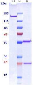 Anti-human Siglec-3 / CD33 (IMGN779 Biosimilar)