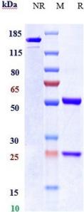 Anti-human CEACAM6 / CD66c (NEO-201 Biosimilar)