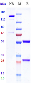 Anti-human Complement C5 (Vilobelimab Biosimilar)