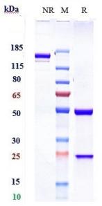 Anti-human PAR2 (Amgen patent Anti-PAR-2 Biosimilar)