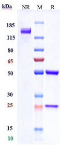 Anti-human Siglec-2 / CD22 (Pinatuzumab vedotin Biosimilar)
