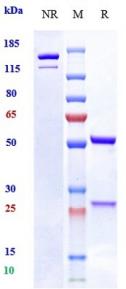 Anti-human OSMR (Vixarelimab Biosimilar)