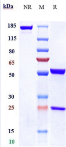 Anti-human IL-18 (GSK 1070806 Biosimilar)