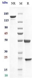 Anti-human Integrin aL / ITGAL / CD11a (Efalizumab Biosimilar)