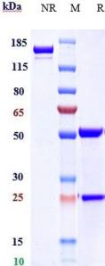 GIPR rHu IgG1k mAb (Ref: Maridebart)
