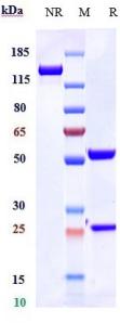 Anti-human Complement C5 (Ravulizumab Biosimilar)
