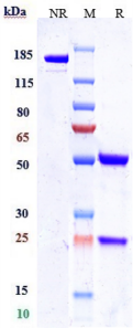 Anti-human Nectin-4 (Enfortumab vedotin-ejfv Biosimilar)