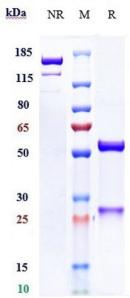 Anti-human Mesothelin (Anetumab ravtansine Biosimilar)
