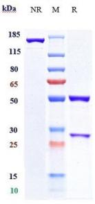 Anti-human B7-H1 / PD-L1 / CD274 (Pacmilimab Biosimilar)