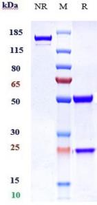 Anti-human TNFRSF18 / GITR / CD357 (Ragifilimab Biosimilar)