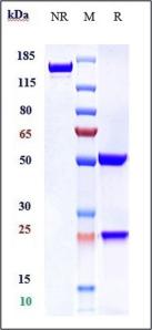 Anti-human SLC40A1 (LY2928057 Biosimilar)