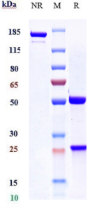 Anti-human VEGF (Varisacumab Biosimilar)