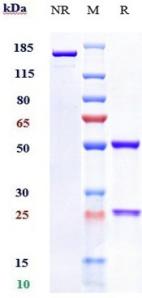 Anti-human C1s (Sutimlimab Biosimilar)