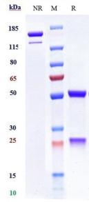 Anti-human MICA (CLN-619 Biosimilar)