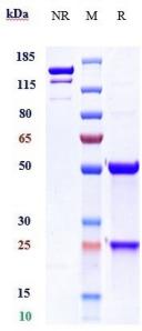 Anti-human TMEFF2 (Janssen patent Anti-TMEFF2 Biosimilar)