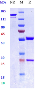 Anti-human TNFSF2 / TNFa (HMAK195 Biosimilar)