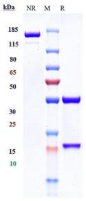 Anti-human PDCD1 / PD-1 / CD279 (Geptanolimab Biosimilar)
