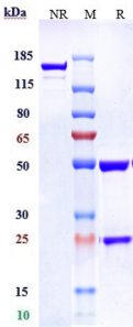 Anti-human TF / Factor III / Tissue Factor / CD142 (Tisotumab vedotin Biosimilar)