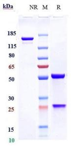 Anti-human TNFRSF4 / OX40 / CD134 (Revdofilimab Biosimilar)