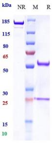 Anti-human PDCD1 / PD-1 / CD279 (Balstilimab Biosimilar)